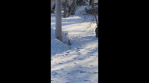 snow babies