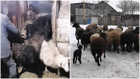 CURLY LAMBS ARE STUCK IN THE DOORWAY, AND THEN SHAKE YOUR OWN REAR POINTS!