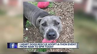 I Heart Dogs Rescue & Animal Haven "Adopt-a-thon"