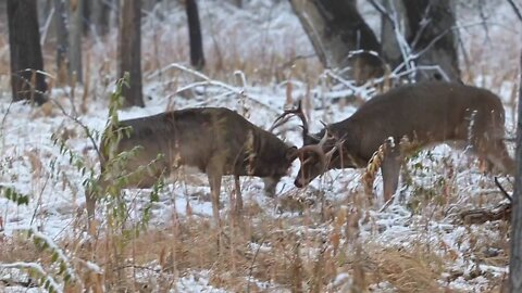 White-tailed Deer Fight