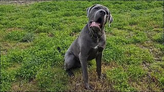 Bruce The Puppy Cane Corso 50 KG 110 Lbs 10.5 Months Old-