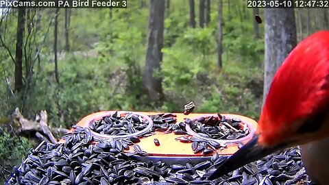 Red Bellied Woodpecker and Baltimore Oriole Feeder Cam 3 5/10/23