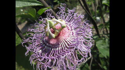The Passion Passion Flower Sept 2021