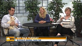 Pet Talk Tuesday – Vaccines