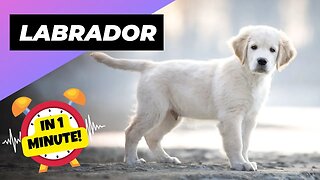 Labrador - In 1 Minute! 🐶 One Of The Most Intelligent Dog Breeds In The World | 1 Minute Animals