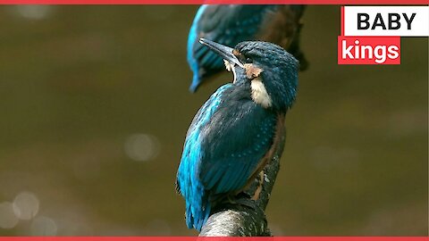 Photographer captured two kingfishers mating