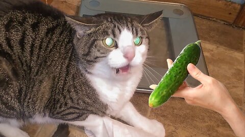 Cats VS. Cucumbers Compilation - Cats Scared of Cucumbers