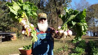 Planting Turnip Seeds, two methods
