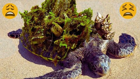 Turtles That Asked People For Help | Removing Worst Barnacles