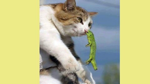 Try to not laugh - Funniest cat🐈 & dog🐕 Videos