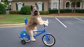 Extremely Talented Dog Rides Bicycle By Himself