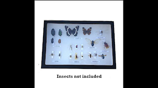 Insect Display Case Review