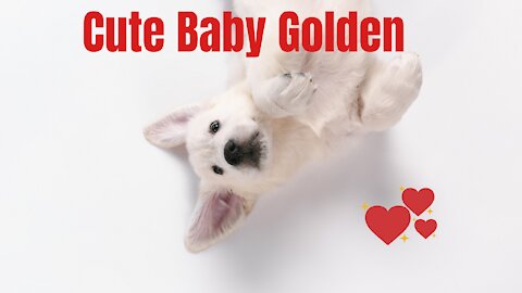 Baby Dog Golden Cute