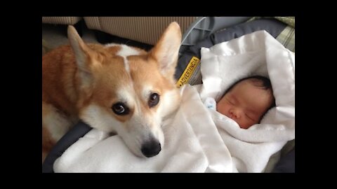 When Dogs Protecting Babies. Adorable Dogs Protecting Babies.Cute dogs,