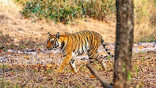 India's Wild Tiger Population Continues To Rise