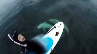 Due grandi beluga sorprendono un surfista