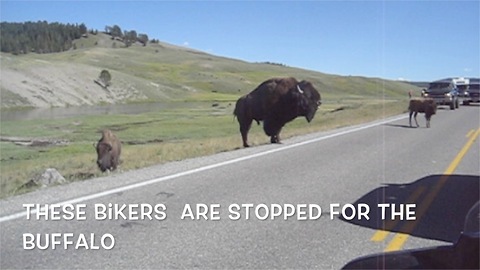 Buffaloes in Yellowstone cause traffic jam