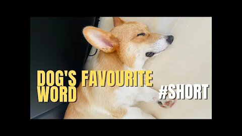 Shinji The Corgi- Whisper your dog's favourite word TikTok #short