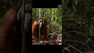 The Orangutan Facts #shorts #amazingfacts #animals