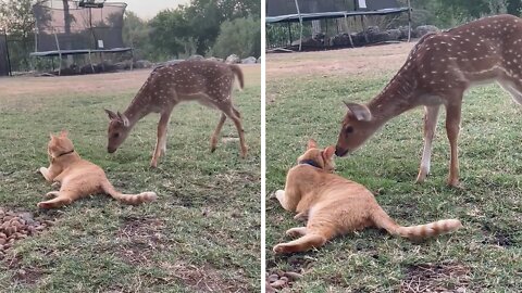 Curious Fawn Inspects Friendly Kitty