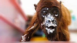 Orphaned howler monkey is such a messy eater