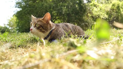 Puss in Boots Relaxes on a Meadow