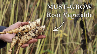 How To Grow Jerusalem Artichoke (MUST-GROW Root Vegetable)