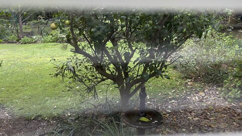 Birds loving the fountain!