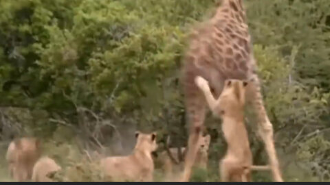 attack by a herd of lions on giraffes