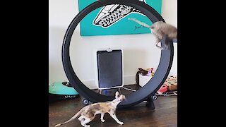 Cat Gracefully Lands Flip After Running On Hamster Wheel