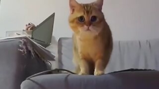 Cats Sync Their Dance Moves For The Camera