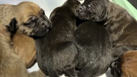 Reptar x Nova pups: born Jan 3rd, 2023