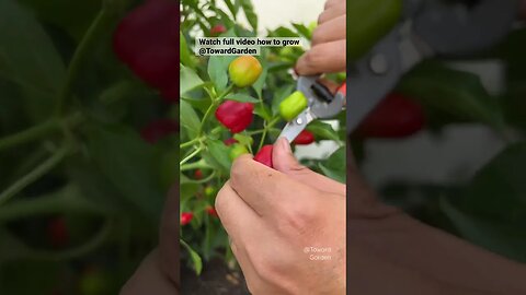 Harvesting Pretty N Sweet Peppers #shorts #garden