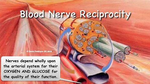 Unlocking the Secrets of Blood-Nerve Reciprocity: The Key to Nerve Health