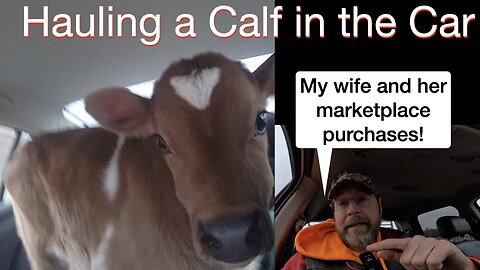Hauling a Calf in the Car. My wife and her marketplace purchases!