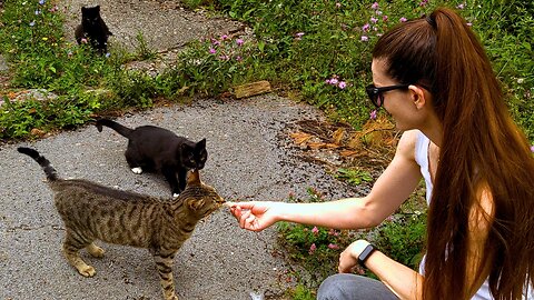 Hungry Stray Cats Gather Around the Food Lady - Feeding Stray Cats