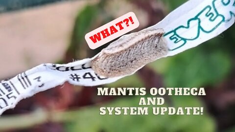 Ootheca and System update