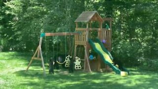 Family of bears have fun in backyard's playground