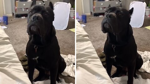 Cane Corso Dog Has Hilarious Answer When Asked Question
