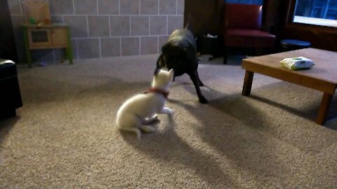 Husky Puppy & Chocolate Labrador: Learning the ways...