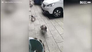 Une famille de cygnes s'invite à l'hôtel