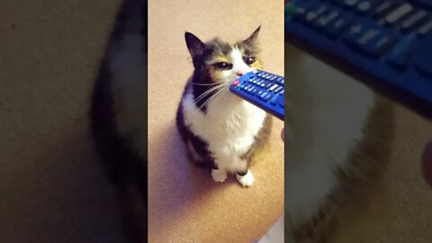 Cat Scratches Her face on a Remote