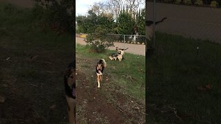 My DOGs Fence Hello with Female German Shepherd | Happy Chemicals | D.I.Y in 4D