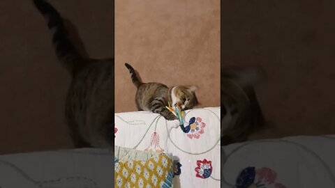 Cat Having fun