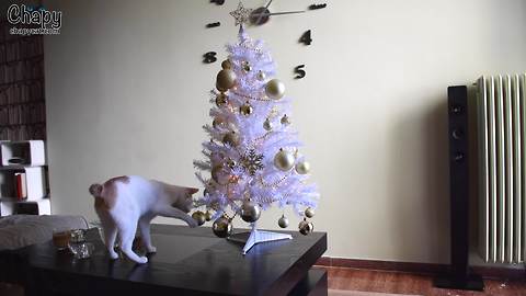 Holiday-loving cat helps "decorate" Christmas tree