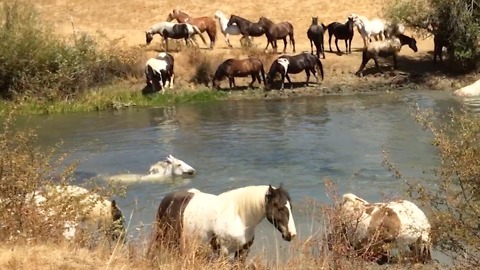 Horse Pool Party!