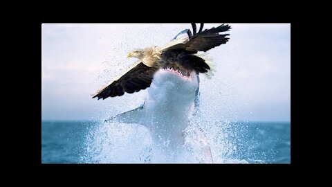 you wont believe this Why Can Shark Hunt Eagle Flying? Wild Life So Amazing