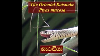 The Oriental Ratsnake | Ptyas Mucosa | Sri Lankan Rat Snake | Garadiya