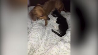 Kitten and Dog Play Together