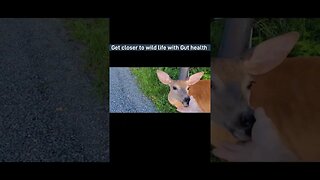 #promo #seed wildlife #deer #monttremblant #trending #guthealh #ytshortscanada #ytshorts